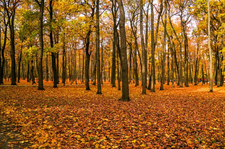 
		
		Пензенская область получила 81 млн рублей от договоров на аренду лесных земель
		
	